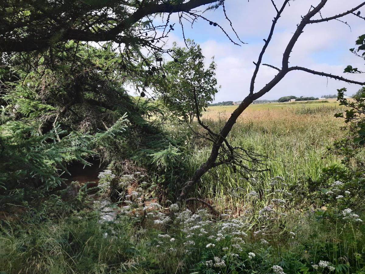 Rejkjaer Camping Hytter & Lejligheder Ulfborg Dış mekan fotoğraf